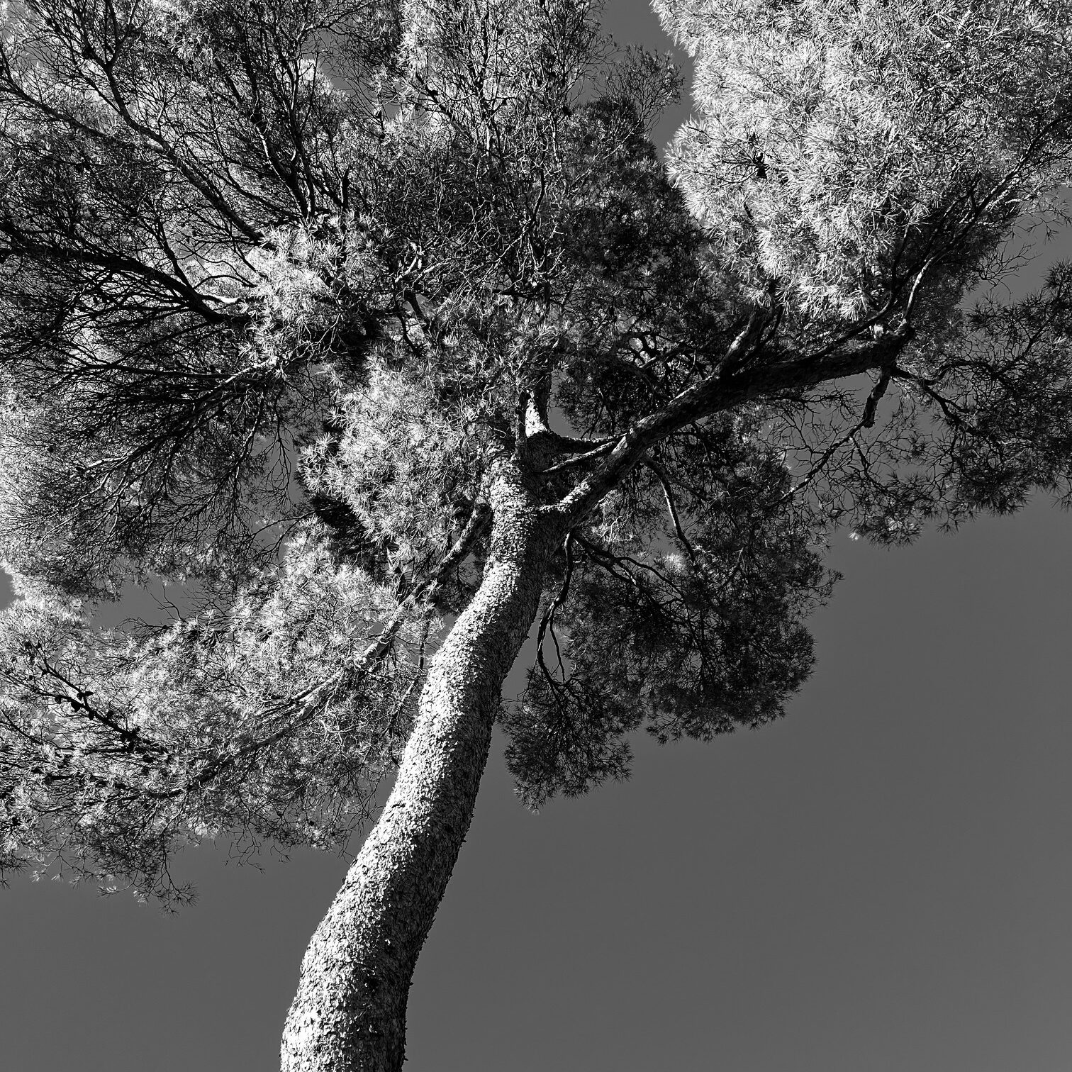 Un arbre vu du dessous, symbolisant la clarté, la structure et la croissance, en écho au travail d’accompagnement pour clarifier et structurer un projet.